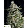 PYRAMID SEEDS - AUTO ANESTHESIA 3 SEEDS