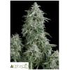 PYRAMID SEEDS - ANUBIS AUTO 1 SEME