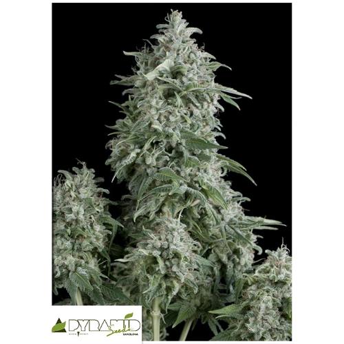 PYRAMID SEEDS - ANUBIS AUTO 50 SEMI