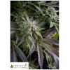 PYRAMID SEEDS - BLUE PYRAMID AUTO 3 SEEDS