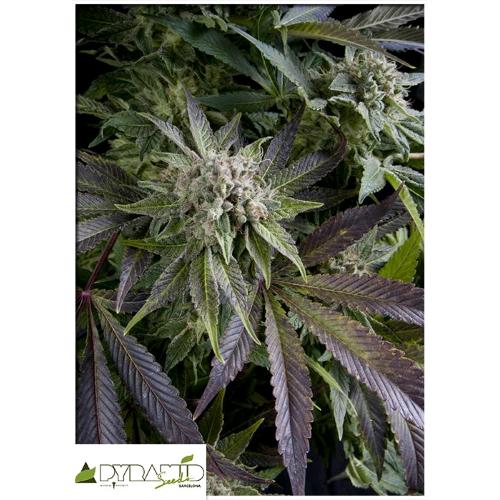 PYRAMID SEEDS - BLUE PYRAMID FEM 100 SEMI