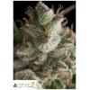 PYRAMID SEEDS - FRESH CANDY FEM 5 SEEDS