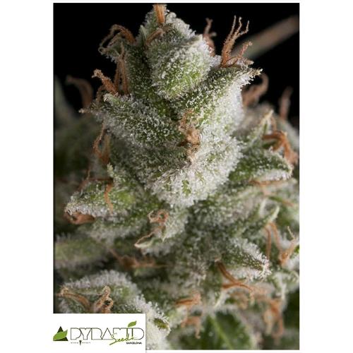 PYRAMID SEEDS - FRESH CANDY AUTO 1 SEED