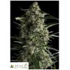 PYRAMID SEEDS - GALAXY AUTO 3 SEEDS