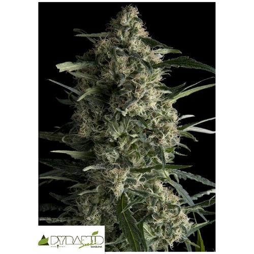PYRAMID SEEDS - GALAXY FEM 1 SEED