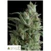 PYRAMID SEEDS - KRYPTONITE FEM 3 SEEDS