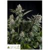 PYRAMID SEEDS - WHITE WIDOW AUTO 50 SEEDS