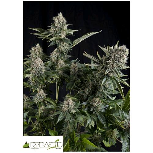 PYRAMID SEEDS - WHITE WIDOW FEM 1 SEED