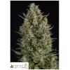 PYRAMID SEEDS - WEMBLEY AUTO 50 SEEDS