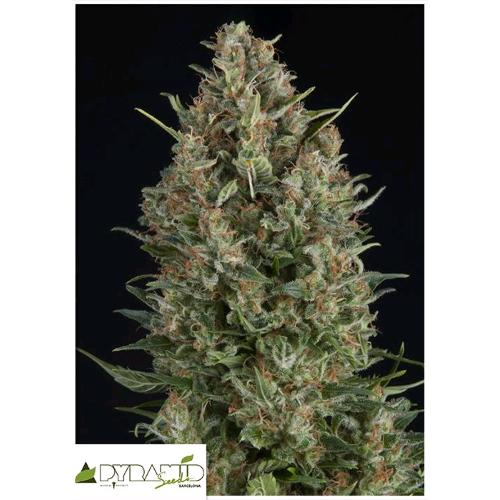 PYRAMID SEEDS - WEMBLEY AUTO 3 SEEDS
