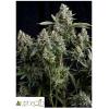 PYRAMID SEEDS - TUTANKHAMON AUTO 3 SEEDS