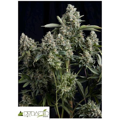 PYRAMID SEEDS - TUTANKHAMON FEM 3 SEEDS