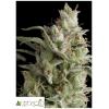 PYRAMID SEEDS - SUPER OG KUSH AUTO 50 SEEDS