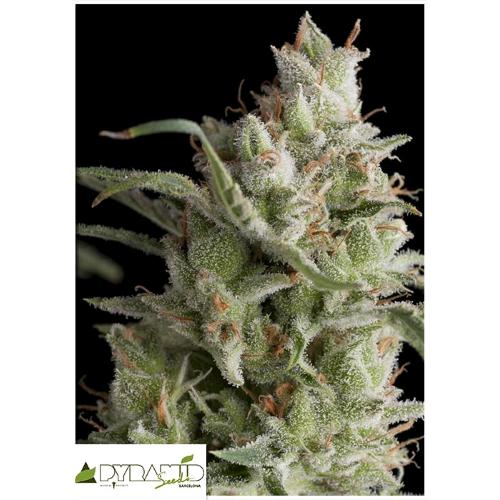 PYRAMID SEEDS - SUPER OG KUSH AUTO 50 SEEDS