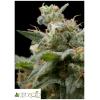 PYRAMID SEEDS - SUPER HASH AUTO 50 SEEDS