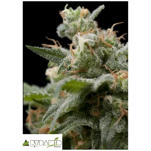 PYRAMID SEEDS - SUPER HASH FEM 50 SEEDS