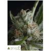 PYRAMID SEEDS - SHARK AUTO 50 SEEDS
