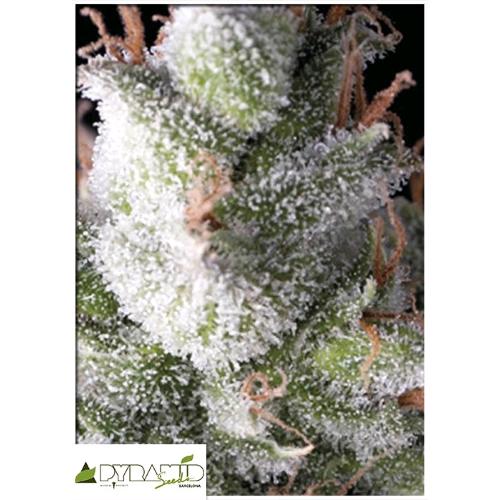 PYRAMID SEEDS - RAMSES FEM - 3 SEEDS