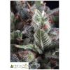 PYRAMID SEEDS - OLYMPIA AUTO 50 SEEDS