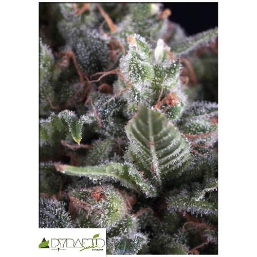 PYRAMID SEEDS - OLYMPIA AUTO 100 SEMI