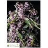 PYRAMID SEEDS - PURPLE AUTO 3 SEEDS