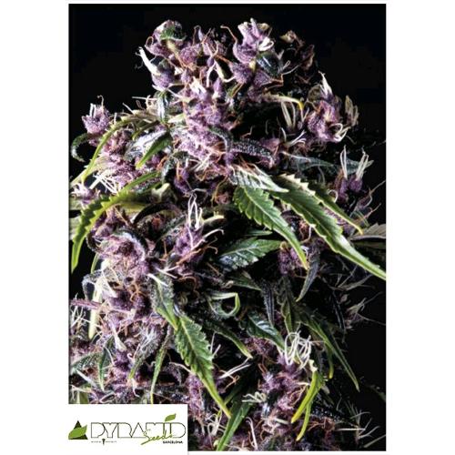 PYRAMID SEEDS - PURPLE AUTO 5 SEEDS