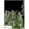 PYRAMID SEEDS - NORTHERN LIGHTS AUTO 50 SEEDS