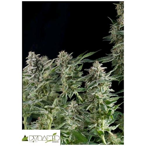 PYRAMID SEEDS - NORTHERN LIGHTS FEM 100 SEEDS