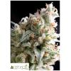 PYRAMID SEEDS - KRIPTONITE FEM 5 SEEDS