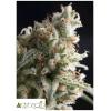 PYRAMID SEEDS - LENNON FEM 3 SEEDS