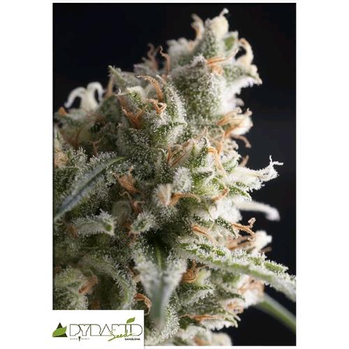 PYRAMID SEEDS - LENNON FEM 1 SEED