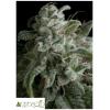 PYRAMID SEEDS - NEFERTITI FEM 3 SEEDS