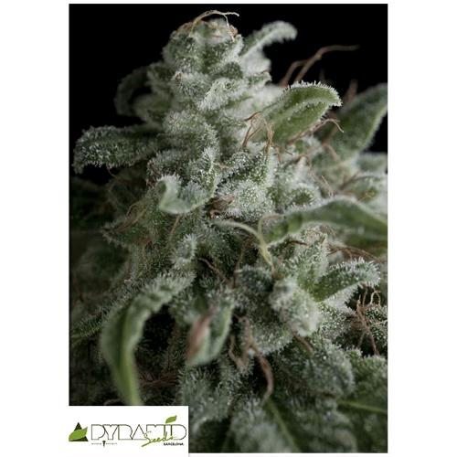 PYRAMID SEEDS - AUTO NEFERTITI 1 SEED