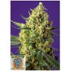 SWEET SEEDS - CRYSTAL CANDY XL AUTO -  BULK 25 SEEDS