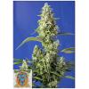SWEET SEEDS - GORILLA GIRL XL AUTO - BULK 100  SEEDS