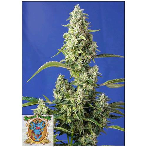 SWEET SEEDS - GORILLA GIRL XL AUTO -  BULK 100 SEMI