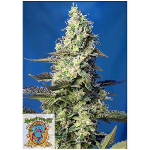 SWEET SEEDS - GREEN POISON XL AUTO - BULK 100 SEMI 