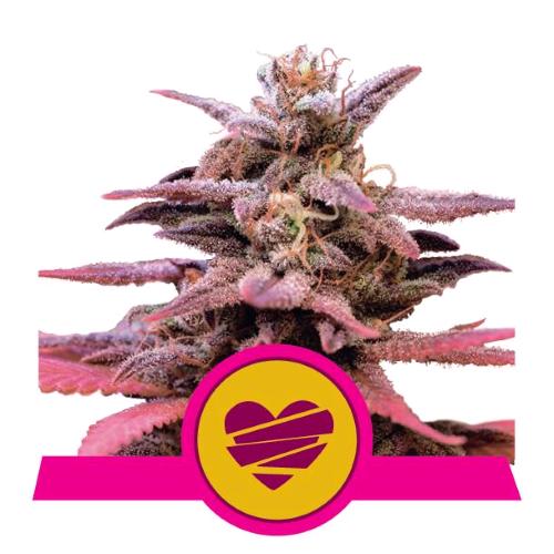 ROYAL QUEEN SEEDS - WEDDING CRASHER FEM - 10 SEEDS - USA PREMIUM 