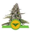ROYAL QUEEN SEEDS - SHERBET QUEEN AUTO - 5 SEMI - USA PREMIUM 