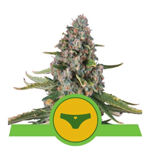 ROYAL QUEEN SEEDS - SHERBET QUEEN AUTO - 5 SEMI - USA PREMIUM 