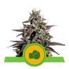 NEW - ROYAL QUEEN SEEDS - PURPLE PUNCH AUTO - 25 SEMI 