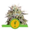 ROYAL QUEEN SEEDS - MIMOSA AUTO - 5 SEEDS - USA PREMIUM 