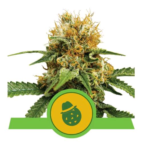 ROYAL QUEEN SEEDS - DO-SI-DOS AUTO - 25 SEEDS