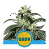 NEW - ROYAL QUEEN SEEDS - ROYAL CBDV AUTO - 25 SEMI 