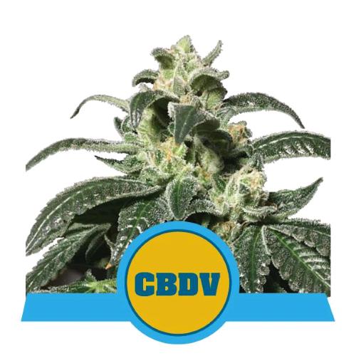 ROYAL QUEEN SEEDS - ROYAL CBDV AUTO - 10 SEMI 