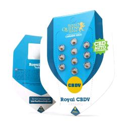 ROYAL QUEEN SEEDS - ROYAL CBDV AUTO - 10 SEMI 