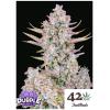 FAST BUDS - PURPLE PUNCH AUTO - 50 SEEDS