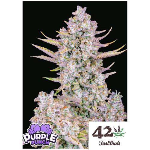 FAST BUDS - PURPLE PUNCH AUTO - 25 SEMI