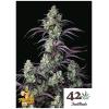 FAST BUDS - MIMOSA CAKE AUTO - 1 SEED