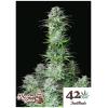 FAST BUDS - KOSHER CAKE AUTO - 3 SEMI